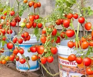 ایده های خلاقانه؛ باغچه نداری روی دیوار گوجه فرنگی بکار سر دو ماه محصول میده محشر