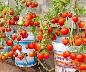 ایده های خلاقانه؛ باغچه نداری روی دیوار گوجه فرنگی بکار سر دو ماه محصول میده محشر