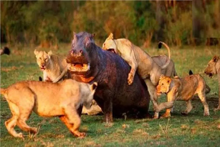 مستند حیات وحش؛ شیرها؛ اسب آبی