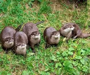 حرکت حماسه آفرین توله سگ با مزه با سمورها در برکه!