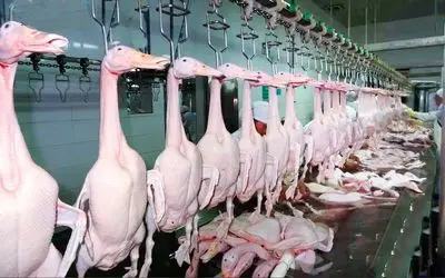 فرآوری گوشت اردک؛ ببینید یه دنیا اردک و جوجه ریزی می کنن و بعد یه تیکه پوست می کنن