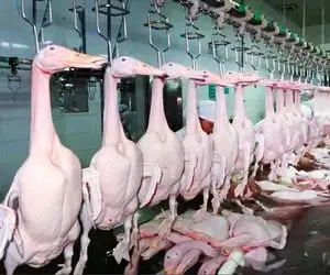 فرآوری گوشت اردک؛ ببینید یه دنیا اردک و جوجه ریزی می کنن و بعد یه تیکه پوست می کنن