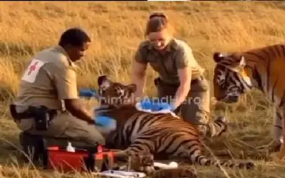 حیات وحش مصنوعی/پدر توله ببر ها برای تولدشون از انسان ها کمک میگیره تا به دنیا بیان