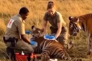 حیات وحش مصنوعی/پدر توله ببر ها برای تولدشون از انسان ها کمک میگیره تا به دنیا بیان