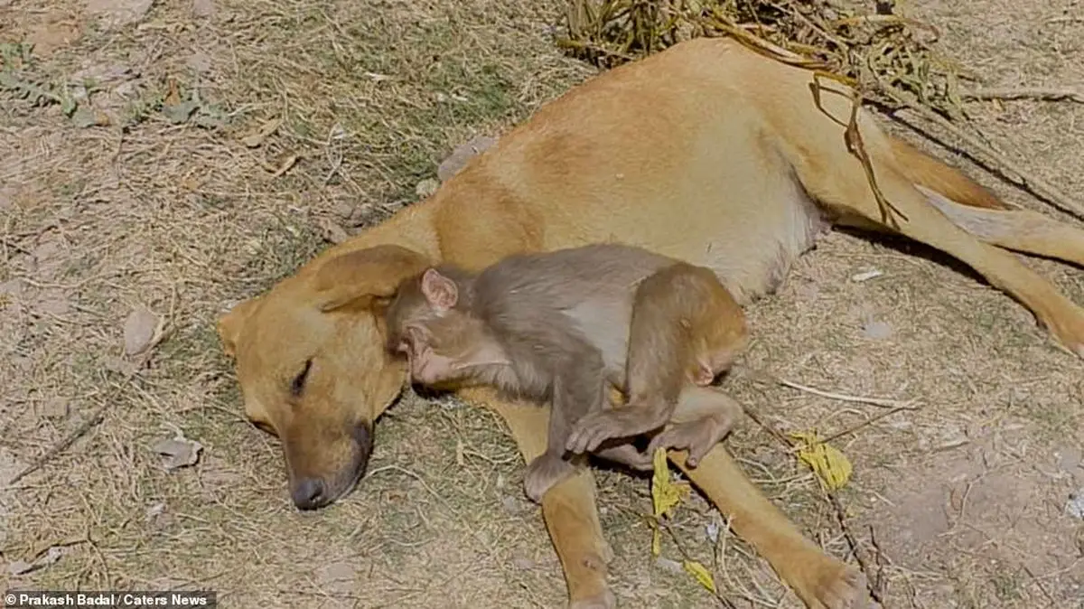 (تصاویر) سگ باردار بچه میمون را به فرزندی پذیرفت!