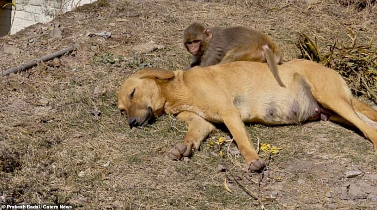 (تصاویر) سگ باردار بچه میمون را به فرزندی پذیرفت!