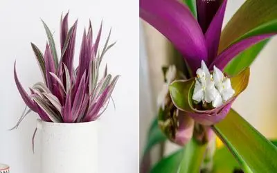 نگهداری از زیپلین؛ گیاهی که حتی تازه‌ کارها هم دوستش دارن/ چیکار کنیم زیپلین‌ زرد نشه