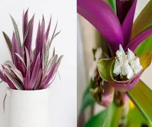 نگهداری از زیپلین؛ گیاهی که حتی تازه‌ کارها هم دوستش دارن/ چیکار کنیم زیپلین‌ زرد نشه