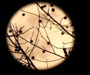 عکس های آخرین ماه کامل سال 2020 و دهه ای که گذشت