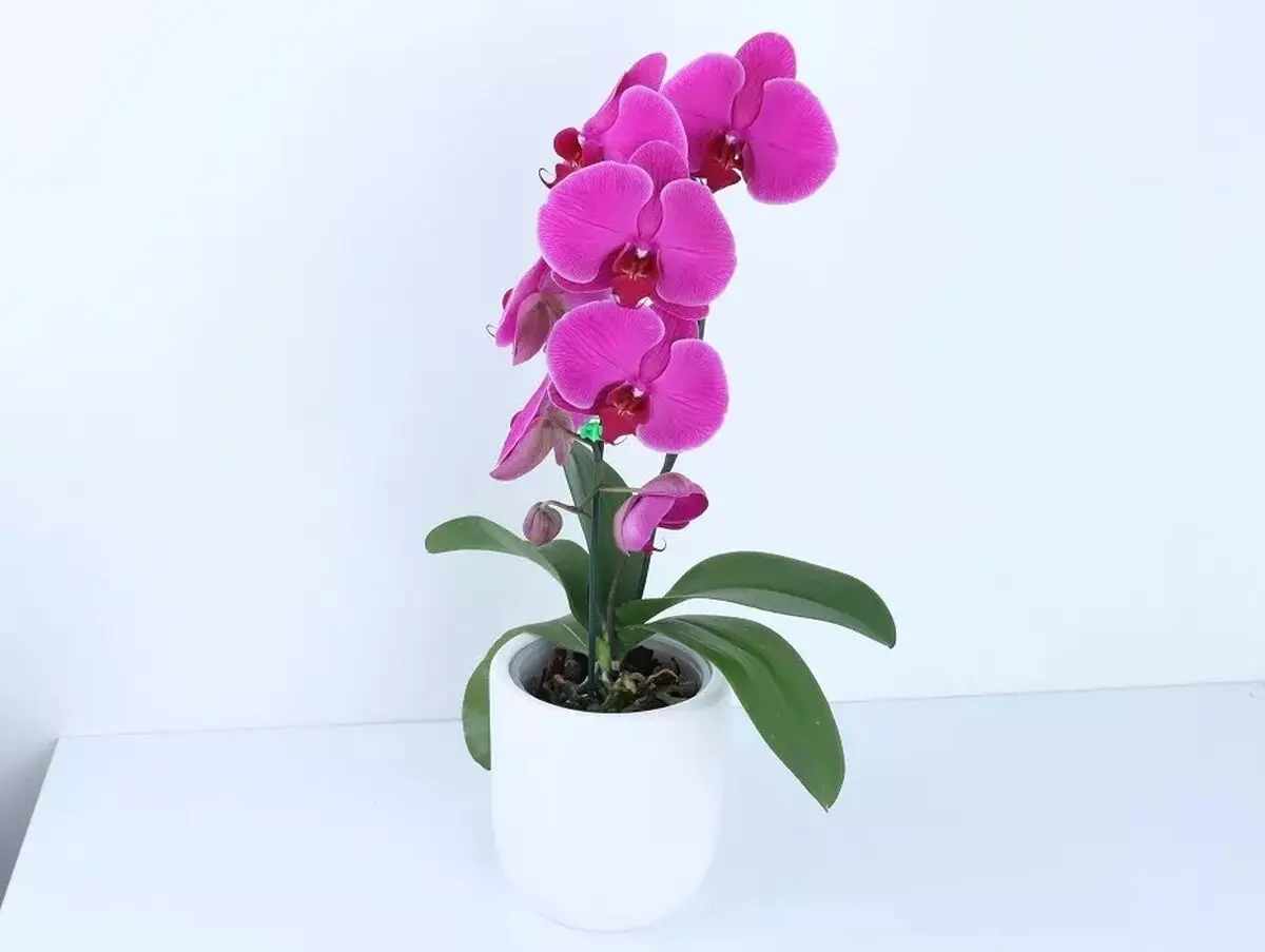 خوشو3