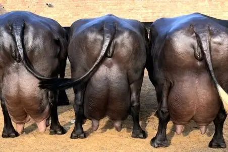 گاوهای شیرده؛ گاوهایی که همیشه از شیر پر هستن