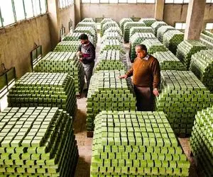 کشاورزی نوین؛ با تجهیزات مدرن بیش از 1000000 زیتون کاشتن که باهاش صابون مراغه ساختن