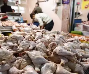 قیمت انواع مرغ امروز شنبه 10 مهر