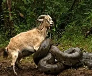 مستند حیات وحش؛ بز ریلکس دنده هاش زیر زور مار به صدا دراومده آدامس میخوره