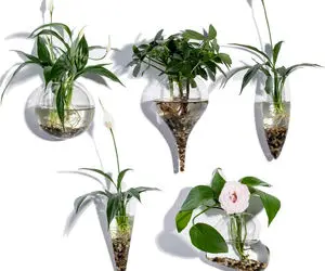  بهترین گیاهان تصفیه کننده هوا { 14 گیاه مورد تایید سازمان ناسا }