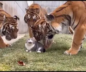 مستند حیات وحش؛ گربه یه میو کرد 6 تا ببر خودشون خیس کردن