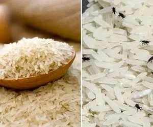 روش جلوگیری و از بین بردن شپشک کیسه برنج / دو میل قد دارن ولی مثل هیولا میفتن به جونش