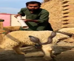 مستند حیات وحش؛ نجات گوسفد با لوله پولیکا