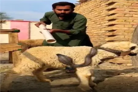 مستند حیات وحش؛ نجات گوسفد با لوله پولیکا