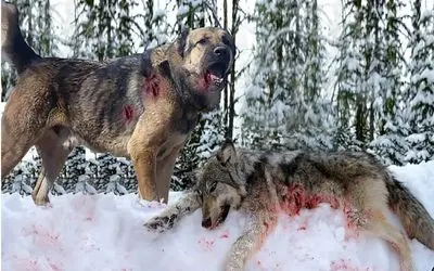 جنگ حیات وحش/ نبرد وحشاینه گرگ های گرسنه که به خانواده خودهم رحم نمیکنند خرخرشو میجوه