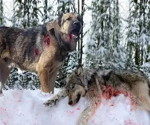 جنگ حیات وحش/ نبرد وحشاینه گرگ های گرسنه که به خانواده خودهم رحم نمیکنند خرخرشو میجوه