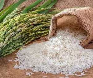 قیمت برنج دوباره افزایش پیدا می کند؟
