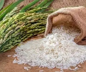 ممنوعیت واردات برنج لغو می شود؟