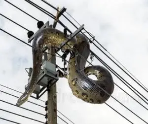 دیدنی رازبقا؛ پیتون غول بعد بلع شیر فکر کرد سیم برق درخته خزید روش آتیش گرفت