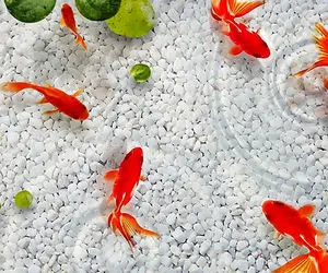 اگر برای سفره هفت سین ماهی می خرید به این نکات توجه کنید