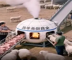 دامداری نوین؛ دستگاه ساختن پشم گوسفند میچینه، سر میبره، کبابم میکنه