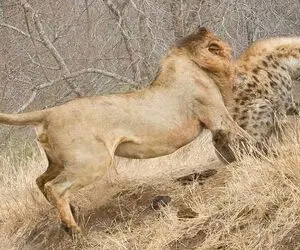 بدایع حیات وحش؛ حمله شیر نر به کفتارها وقتی نمی‌خواهند غذا را با دشمن تقسیم کنند