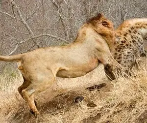 بدایع حیات وحش؛ حمله شیر نر به کفتارها وقتی نمی‌خواهند غذا را با دشمن تقسیم کنند