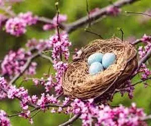 تعبیرخواب بهار،دیدن گل و باران بهاری درخواب