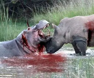 از جذابیت های حیات وحش؛ کرگدن هار شد و شاخ قوی خودش رو فرو کرد تو غبغب اسب آبی