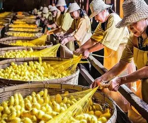 فرآوری کرم؛ کرم ها میذارن تاریکخونه پیله ببنده گوشتش میشه خوراک باقیش ابریشم