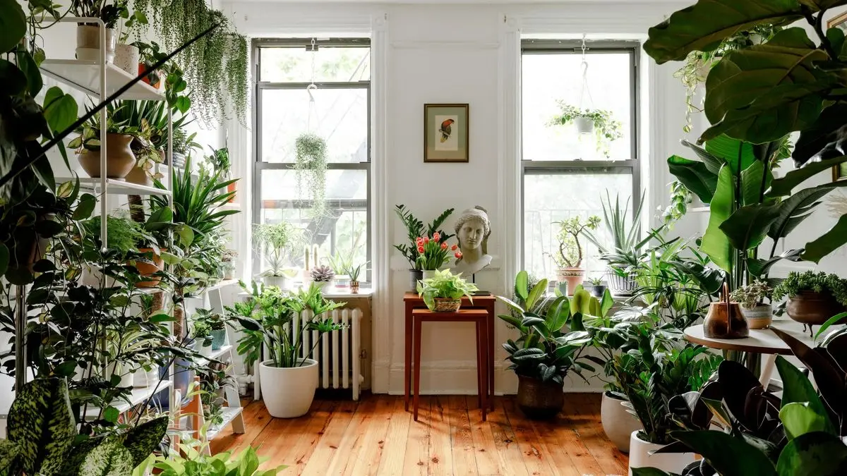 گیاهانی که باید در خانه داشته باشیم