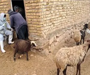 قیمت دام زنده امروز 3 خرداد ۱۴۰۵ + جدول