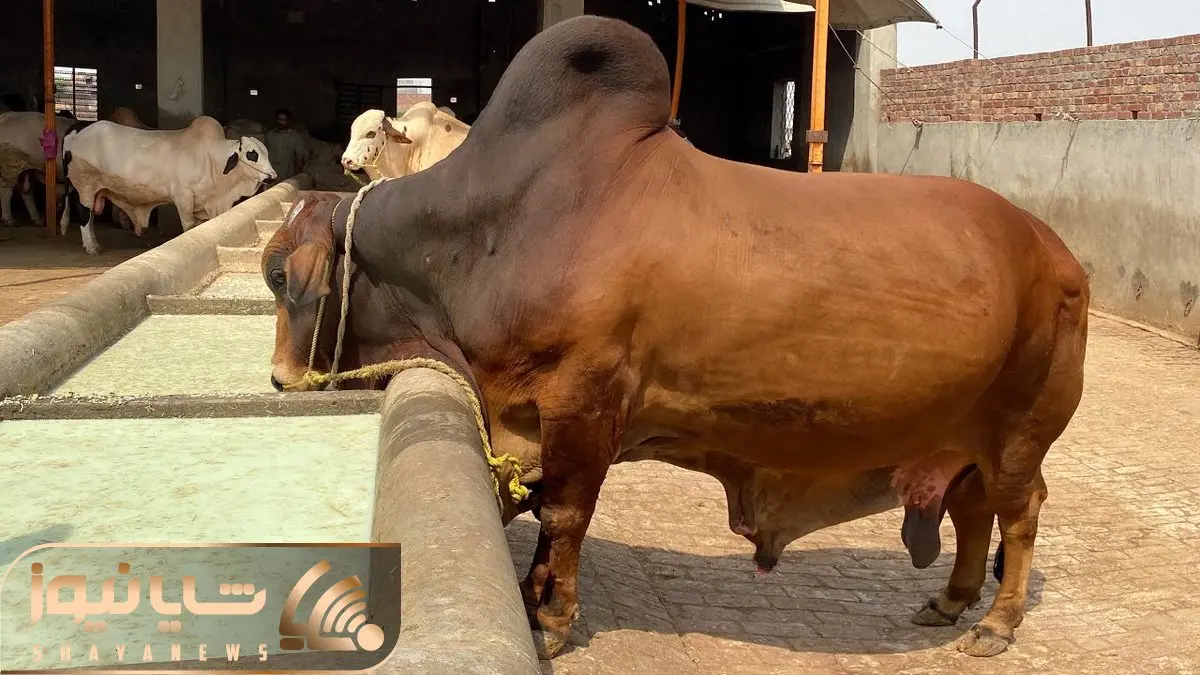 حیوانات غول جثه؛ ببینید این ها بزرگ ترین گاوهای نری هستند که قرار است قربانی شوند