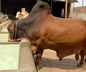 حیوانات غول جثه؛ ببینید این ها بزرگ ترین گاوهای نری هستند که قرار است قربانی شوند