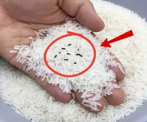 ترفندهای خانگی؛ ترفند های دو دقیقه ای برای از بین بردن شپشک برنج