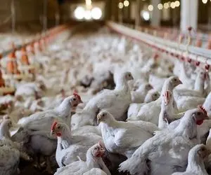 مرغ هم کمیاب می شود؟/ صف طولانی در انتظار مردم