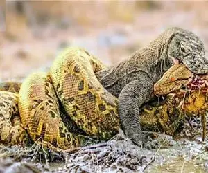 راز بقا؛ کومودو  پیتون که تابیده بود بهش هورت کشید