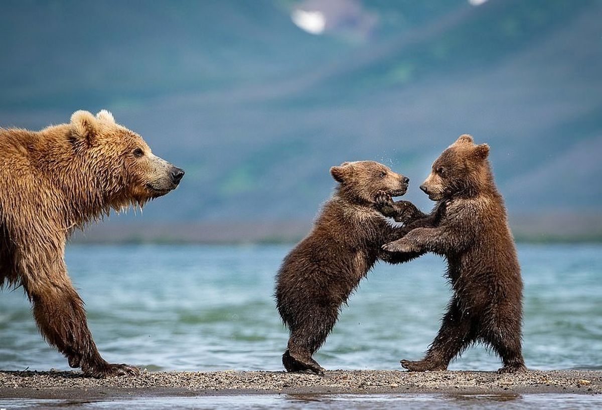 تصاویری جالب از ماهیگیری دو بچه خرس