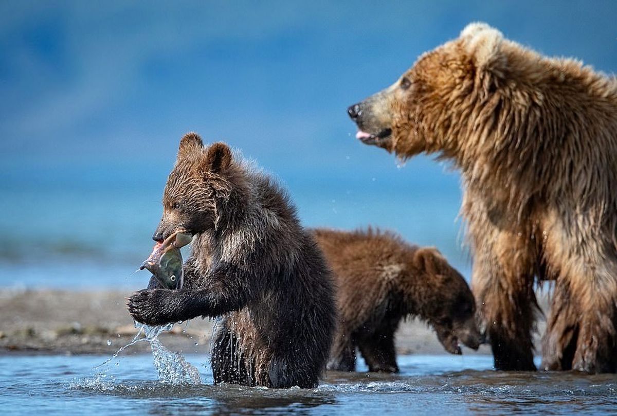 تصاویری جالب از ماهیگیری دو بچه خرس
