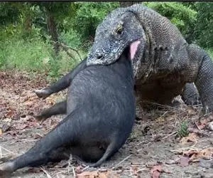 مستند حیات وحش / تلاش مصرانه کومودو ازازیل برای بلع گراز سیاه بخت