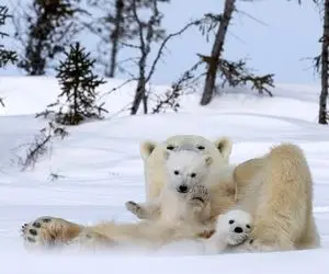 (تصاویر) بازیگوشی توله‌های خرس قطبی در سرمای منفی ۴۰ درجه