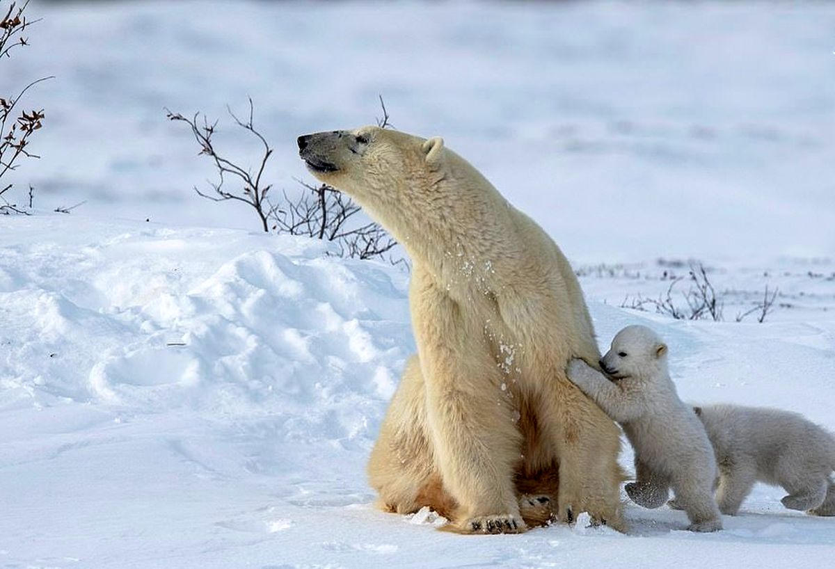(تصاویر) بازیگوشی توله‌های خرس قطبی در سرمای منفی ۴۰ درجه