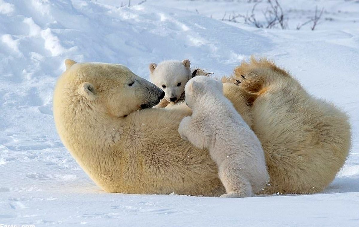 (تصاویر) بازیگوشی توله‌های خرس قطبی در سرمای منفی ۴۰ درجه