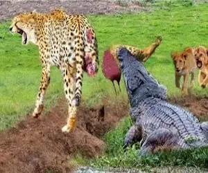 مستند حیات وحش؛ پلنگ لنگشو گذاشت تو قلمرو تمساح از دستش داد