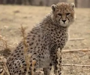 پیروز، یوزِ ایران جان باخت 